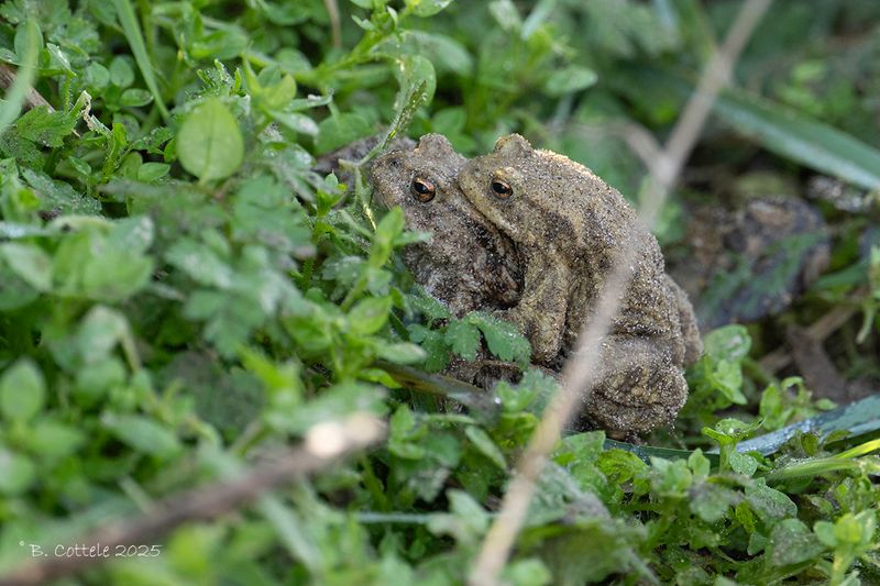 Gewone pad - Common toad - Bufo bufo