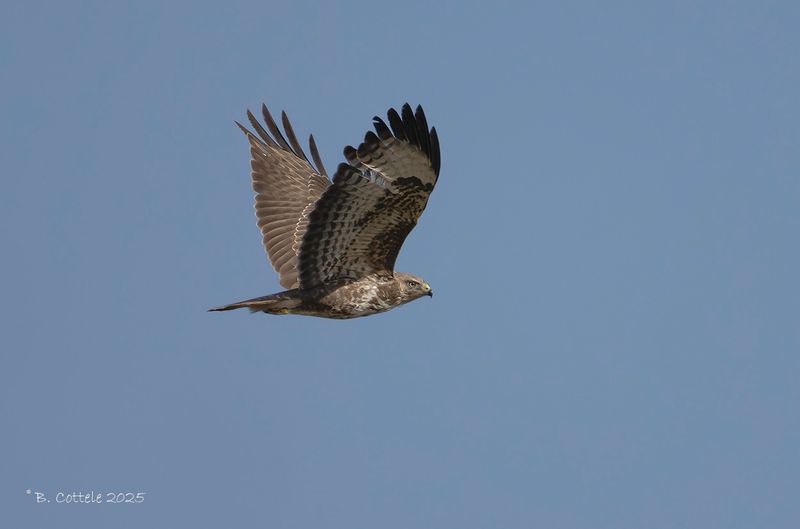 Buizerd - Common buzzard - Buteo buteo