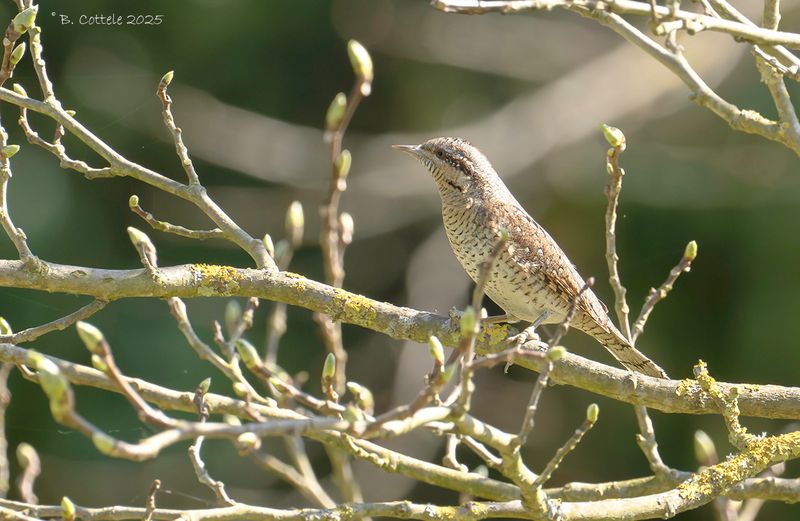 Draaihals - Eurasian wryneck - Jynx torquilla