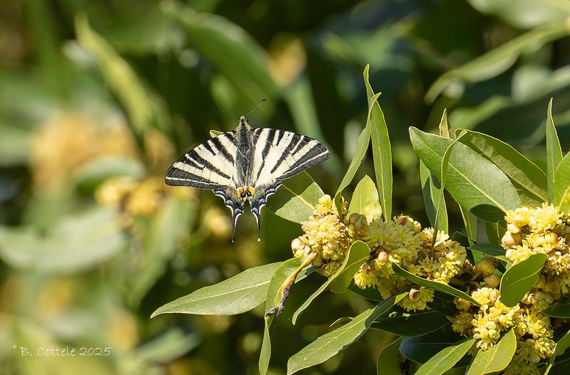 Koningspage - Scarce swallowtail - Iphiclides podalirius