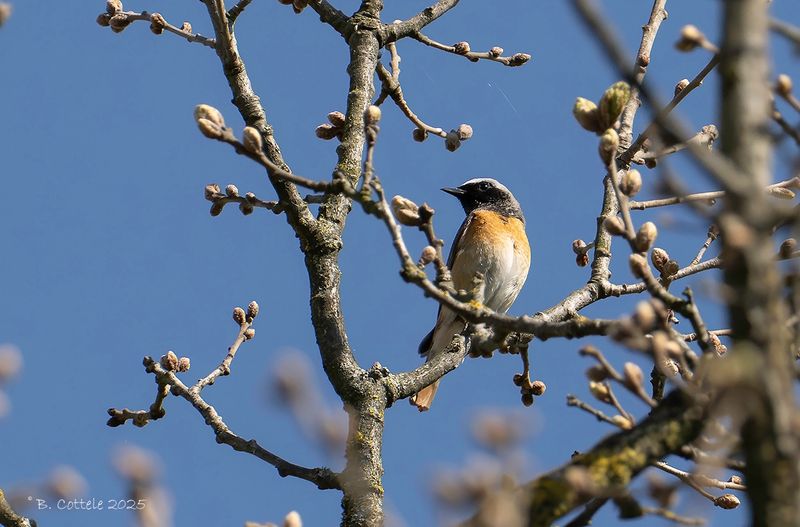 Gekraagde roodstaart - Common redstart - Phoenicurus phoenicurus