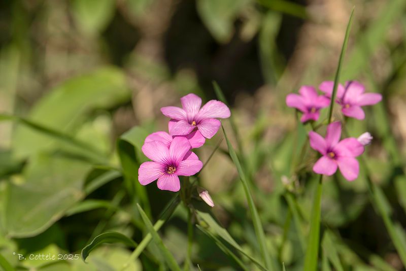 Knolklaverzuring - Pink-sorrel - Oxalis articulata