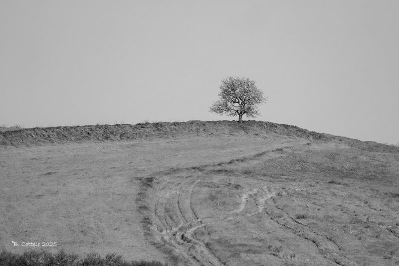 Eenzame boom - Lonely tree