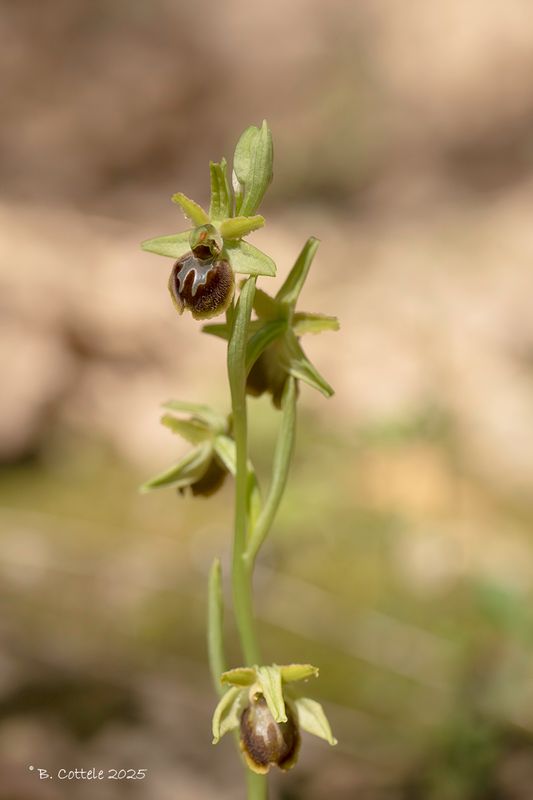 Spinnenorchis - Early spider-orchid - Ophrys sphegodes