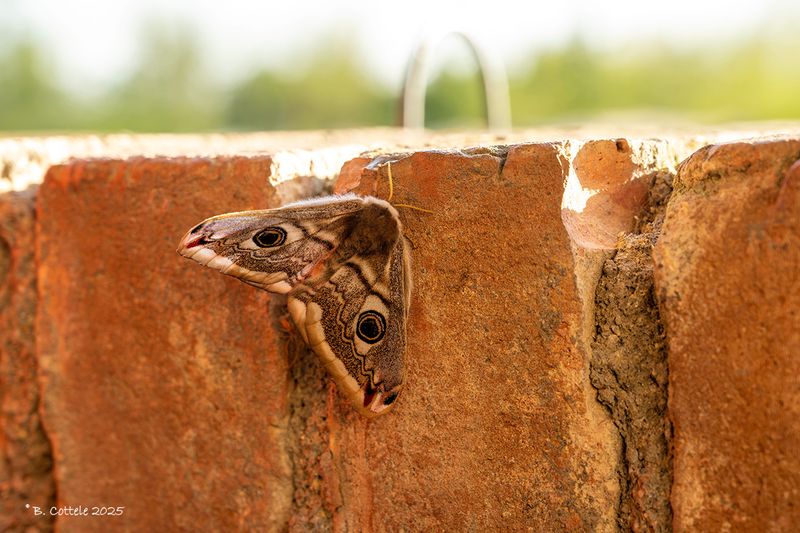 Nachtpauwoog - Small emperor moth - Saturnia pavonia