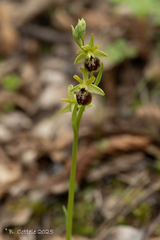 Spinnenorchis - Early spider-orchid - Ophrys sphegodes
