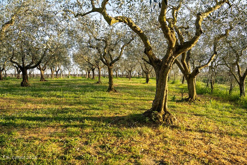 Olijfgaard - Olive grove