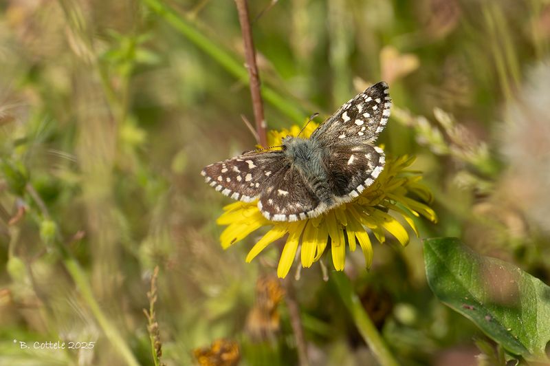 Zuidelijke aardbeivlinder - Southern Grizzled Skipper - Pyrgus malvoides