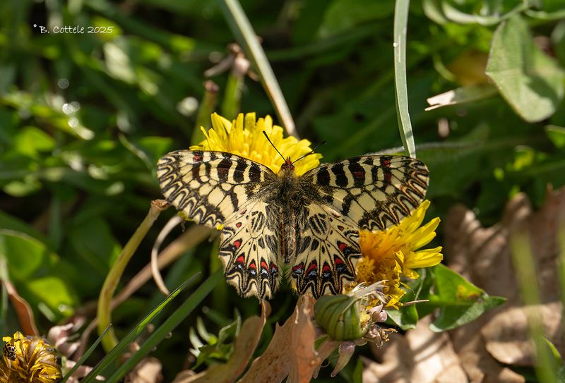 Zuidelijke pijpbloemvlinder - Southern festoon - Zerynthia polyxena