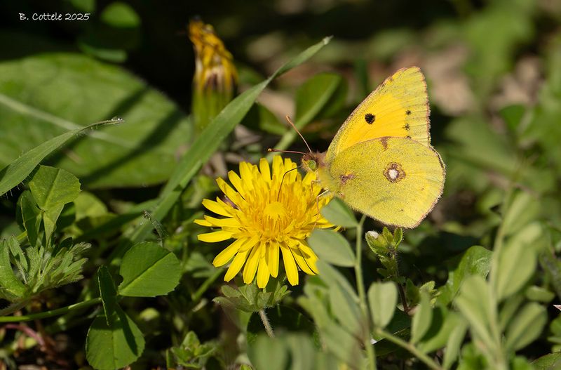 Oranje luzernevlinder - Clouded yellow - Colias croceus