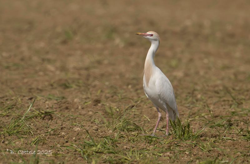 Koereiger - Western cattle egret - Ardea ibis