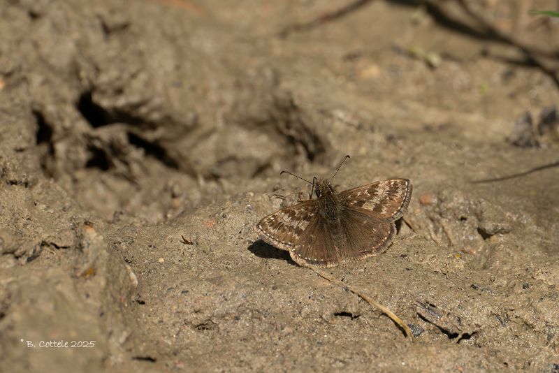 Bruin dikkopje - Dingy skipper - Erynnis tages