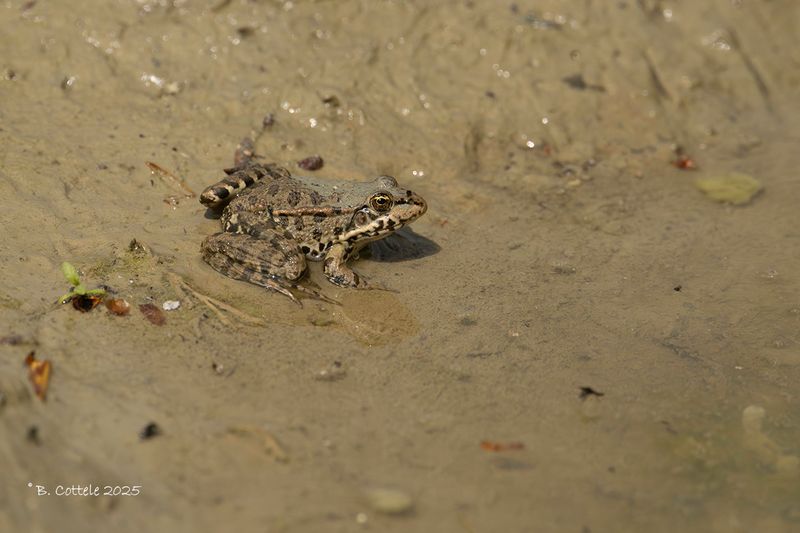 Kikker spec - Frog spec - Ranidae