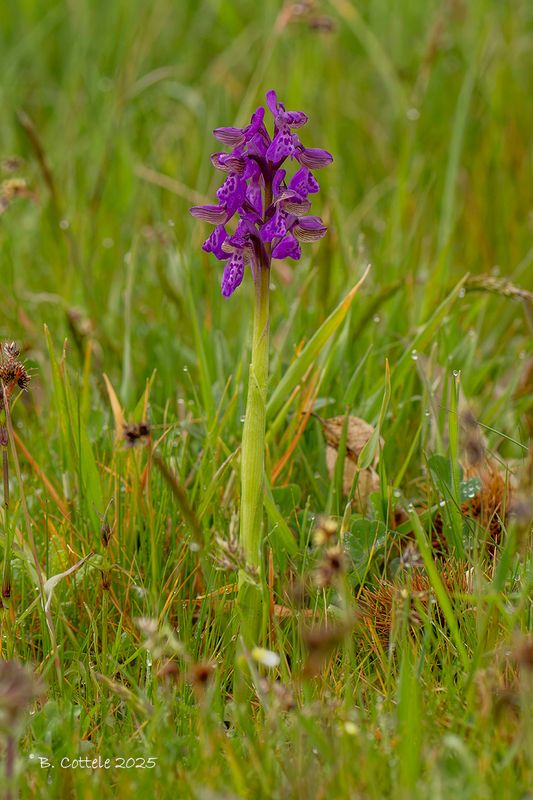Harlekijn - Green-winged orchid - Anacamptis morio