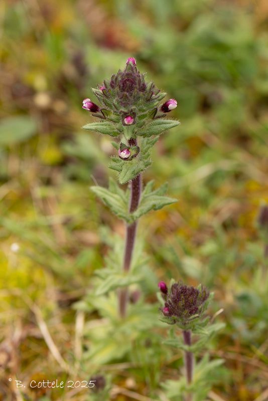 Kleine ogentroost - Red bartsia - Parentucellia latifolia