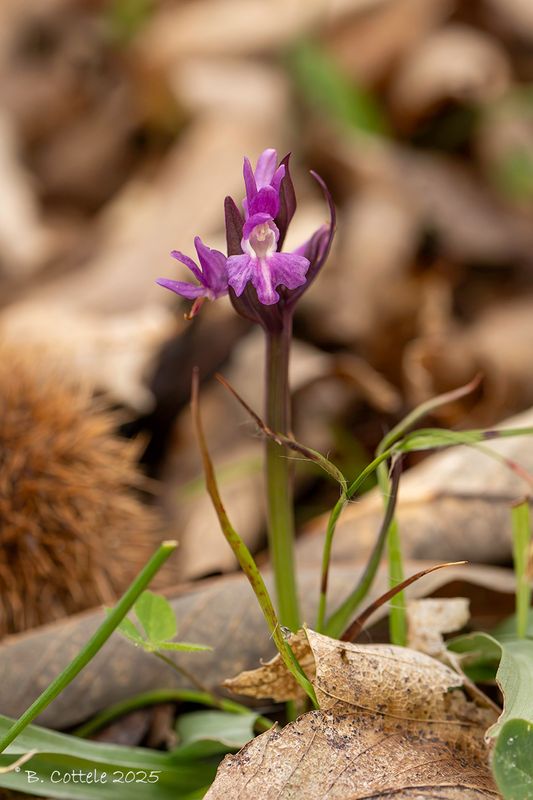 Romeins handekenskruid - Roman dactylorhiza - Dactylorhiza romana