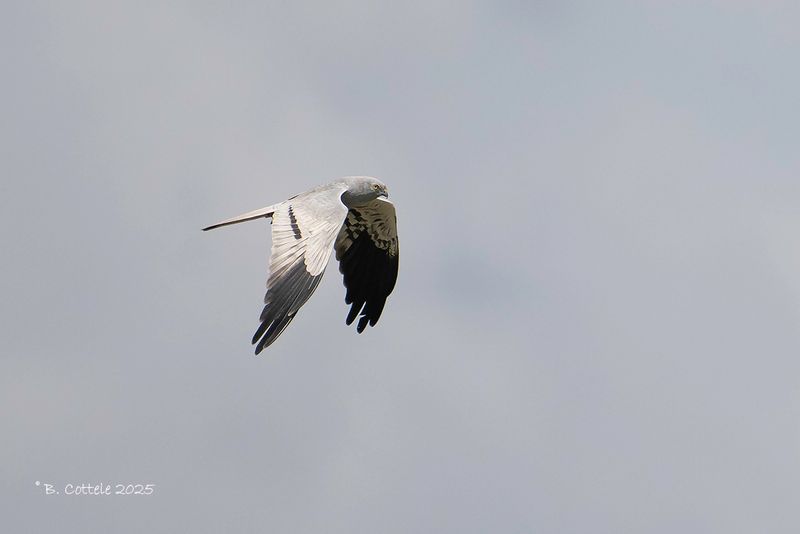 Grauwe kiekendief - Montagu's harrier - Circus pygargus