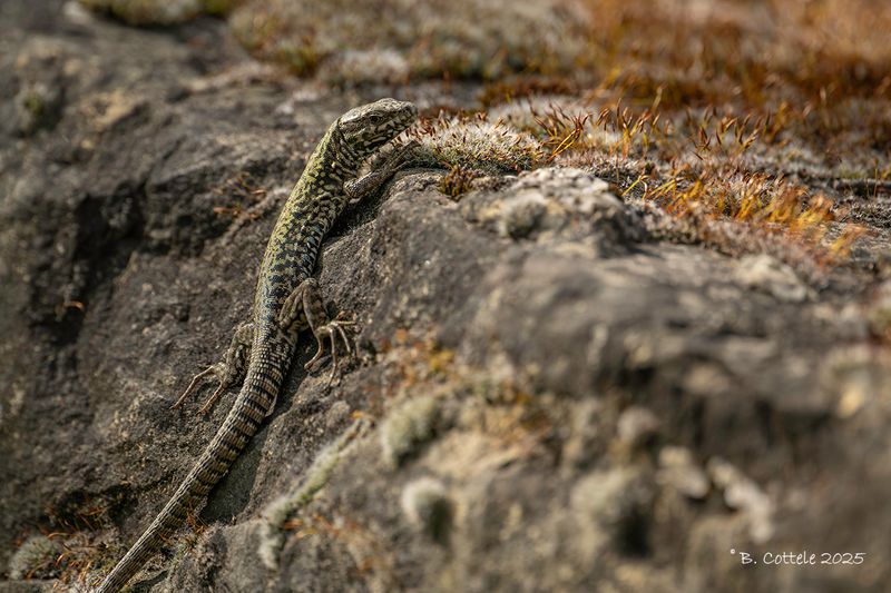 Muurhagedis - Common wall lizard - Podarcis muralis