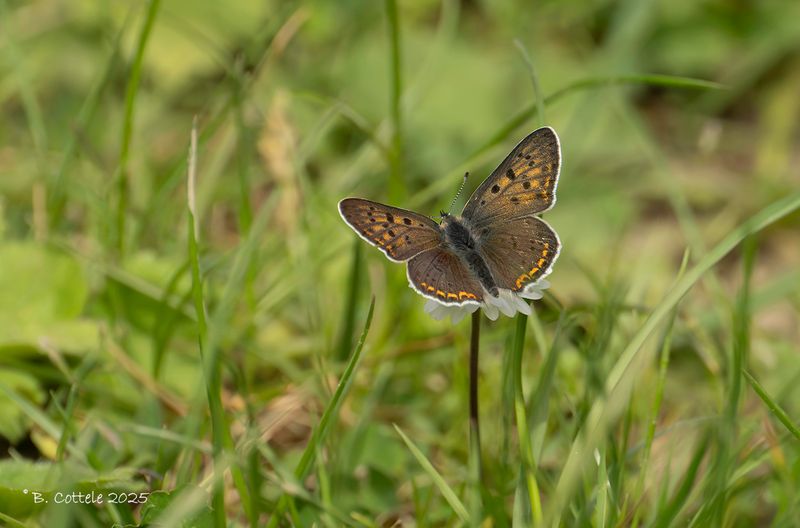 Bruine vuurvlinder - Sooty copper - Lycaena tityrus
