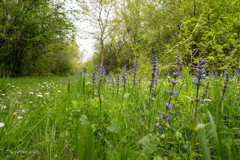Kruipend zenegroen - Blue bugle - Ajuga reptans