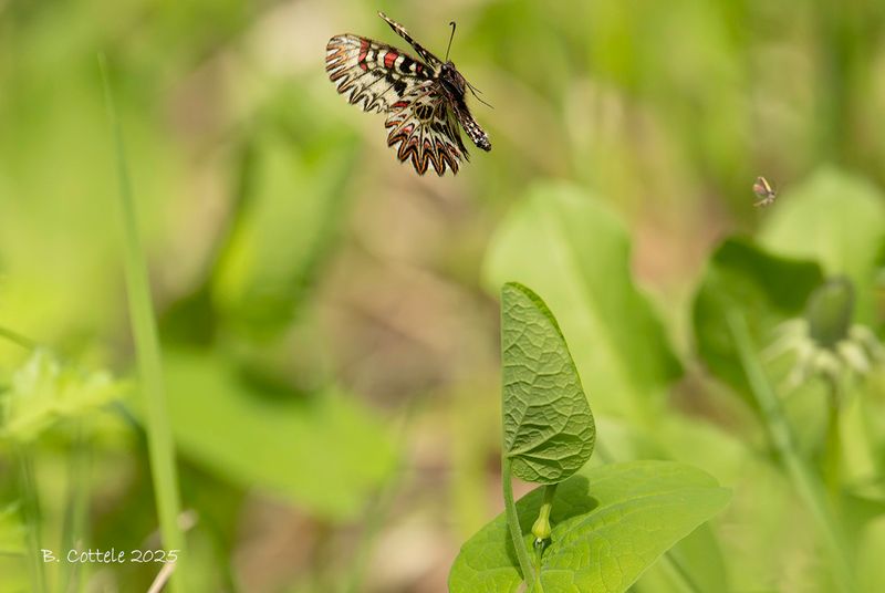 Zuidelijke pijpbloemvlinder - Southern festoon - Zerynthia polyxena