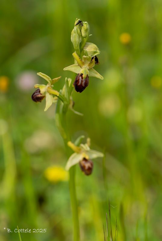 Spinnenorchis - Early spider-orchid - Ophrys sphegodes