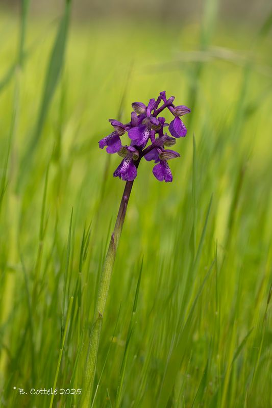 Harlekijn - Green-winged orchid - Anacamptis morio