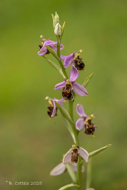 Bijenorchis x hommelorchis - Ophrys x albertiana