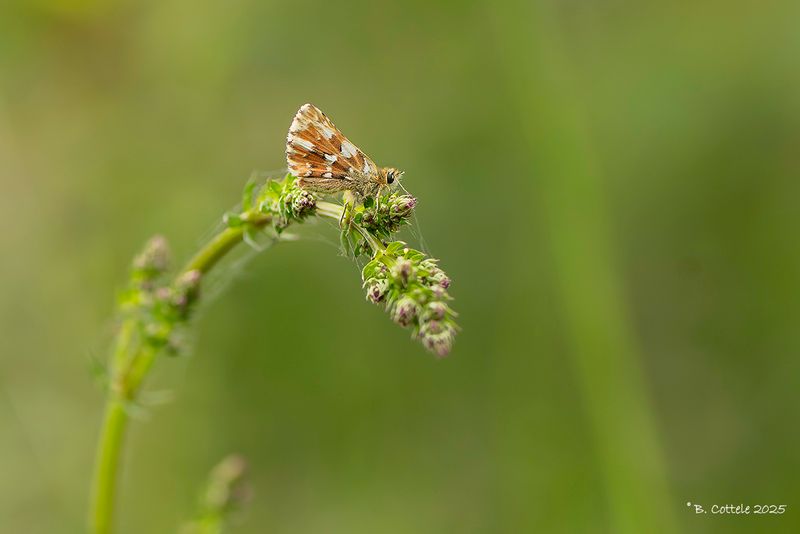 Kalkgraslanddikkopje - Red-underwing skipper - Spialia sertorius