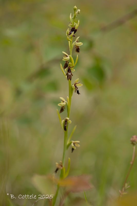 Vliegenorchis - Fly orchid - Ophrys insectifera