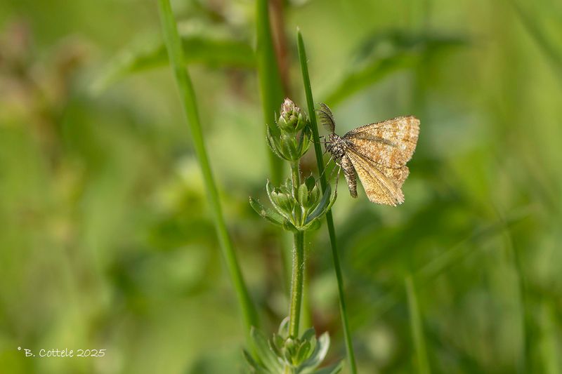 Gewone heispanner - Common heath - Ematurga atomaria