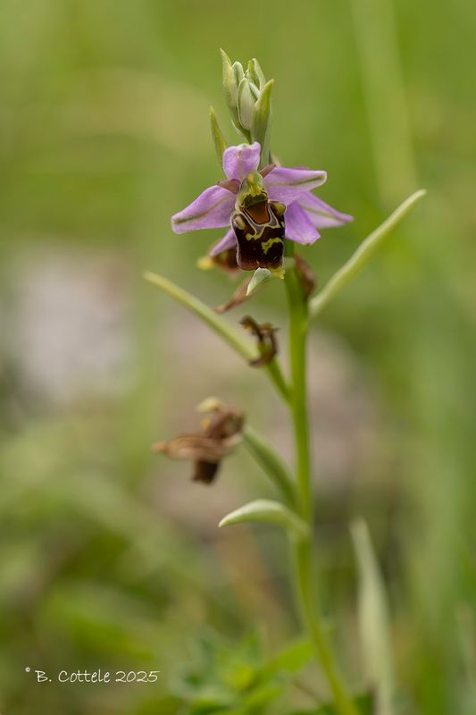 Bijenorchis - Bee orchid - Ophrys apifera