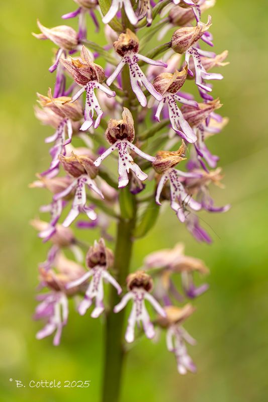 Aapjesorchis - Monkey orchid - Orchis simia