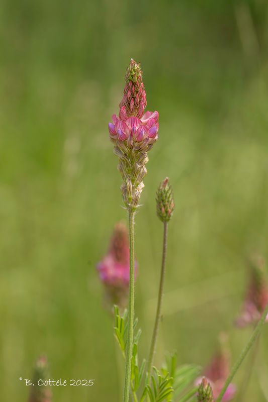 Esparcette - Common sainfoin - Onobrychis viciifolia