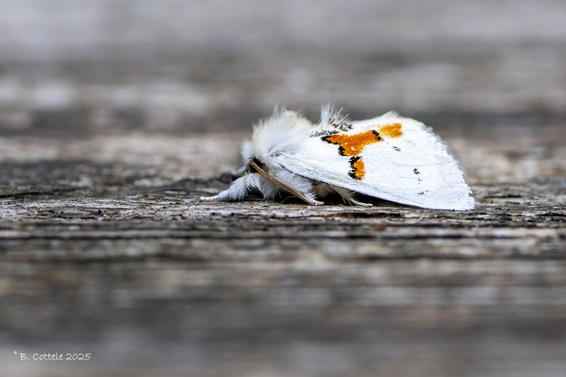 Tweekleurige tandvlinder - White prominent - Leucodonta bicoloria