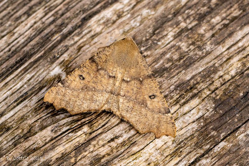 Getande spanner - Scalloped hazel - Odontopera bidentata
