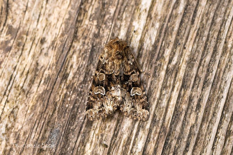 Gevlekte pijluil - Feathered ear - Pachetra sagittigera