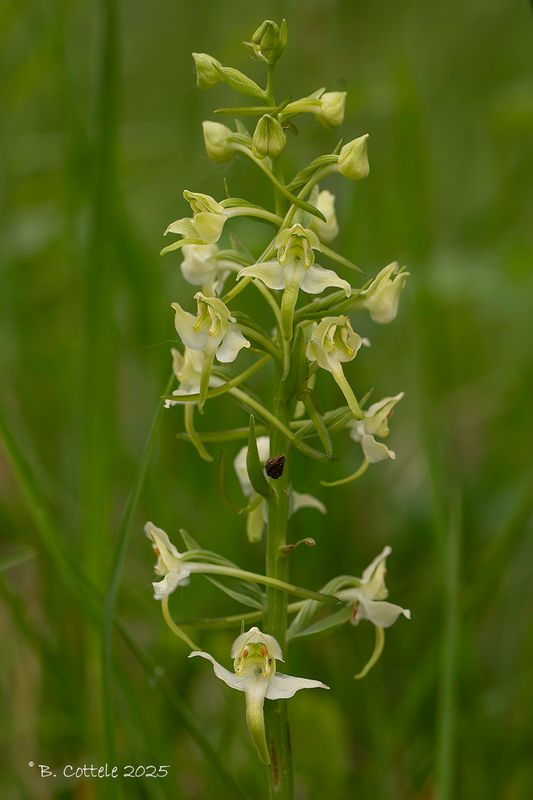 Bergnachtorchis - Greater butterfly-orchid - Platanthera chlorantha