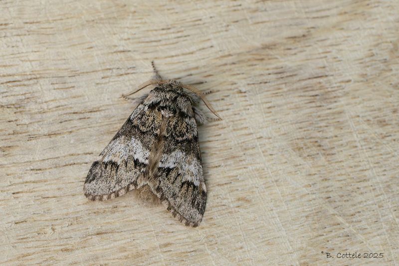 Gestreepte tandvlinder - Marbled brown - Drymonia dodonaea