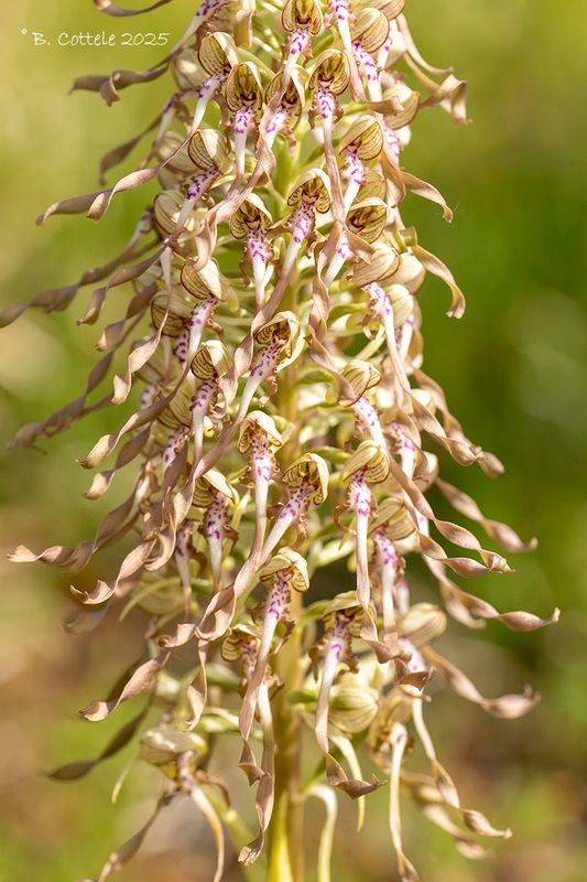 Bokkenorchis tienne - Lizard orchid - Himantoglossum hircinum