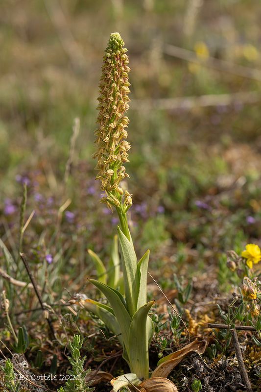 Poppenorchis - Man orchid - Orchis anthropophora