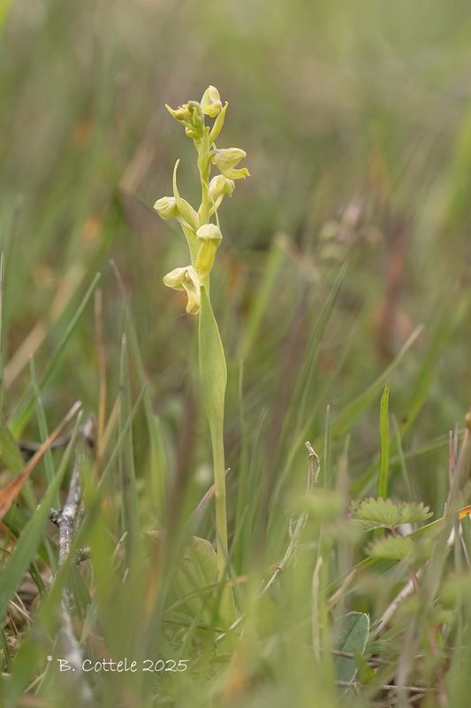 Groene nachtorchis - Frog orchid - Dactylorhiza viridis
