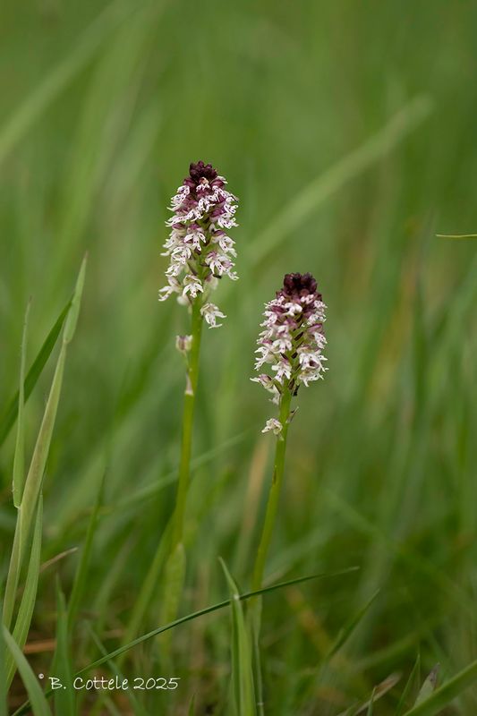 Aangebrande orchis - Burnt-tip orchid - Neotinea ustulata
