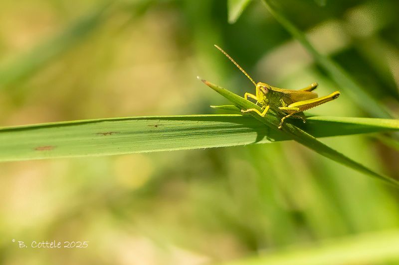 Gouden sprinkhaan - Chrysochraon dispar