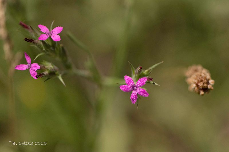 Ruige anjer - Deptford pink - Dianthus armeria