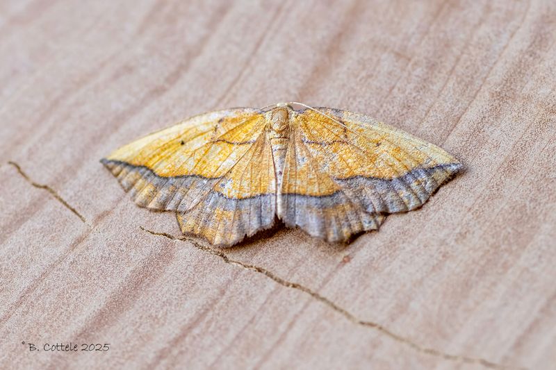 Puntige zoomspanner - Bordered beauty - Epione repandaria