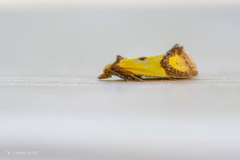 Kanariepietje - Sulphur knapweed moth - Agapeta zoegana