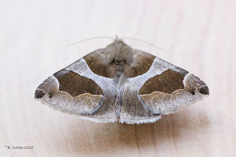 Bruine prachtuil - Passenger - Dysgonia algira