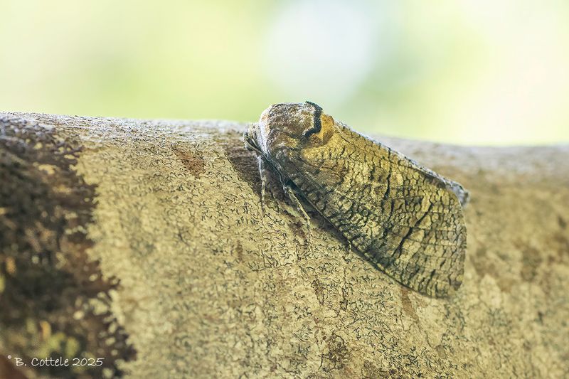 Wilgenhoutrups - Goat moth - Cossus cossus