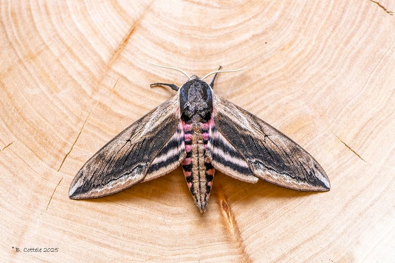 Ligusterpijlstaart - Privet hawk moth - Sphinx ligustri